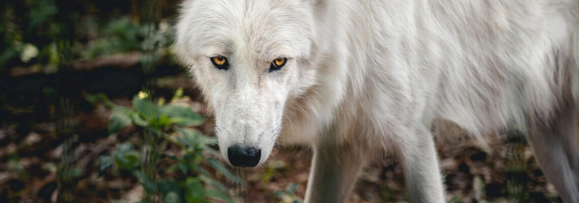 loup arctique