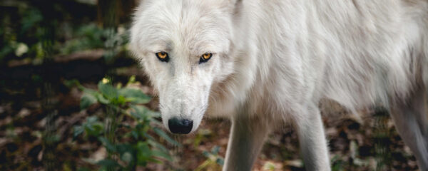 loup arctique